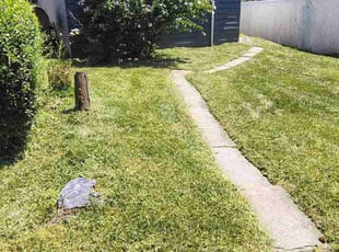 Dean Z.'s turf care service result