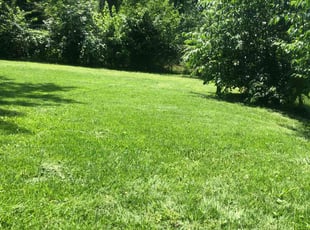 Carol R.'s turf care service result