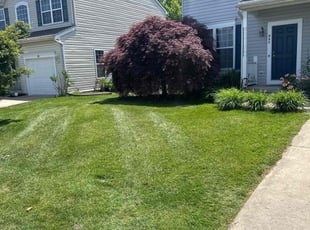 Carol C.'s lawn care service result