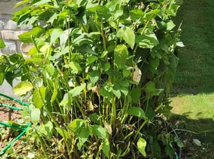 Rhonda Q.'s Bush Trimming service result