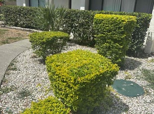 Mike P.'s Bush Trimming service result