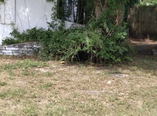 Donna G.'s Bush Trimming service result