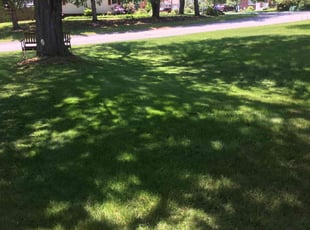 Anna H.'s lawn care service result