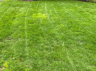 Cassandra A.'s grass cutting service result