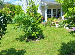 Christopher K.'s turf maintenance service result