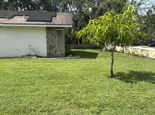 Tina H.'s grass maintenance service result