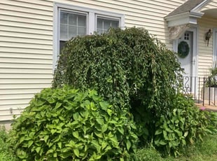 Linda C.'s Bush Trimming service result