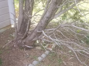Patricia S.'s Flower Bed Weeding service result