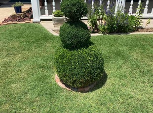 Angelica H.'s Bush Trimming service result