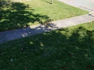 Iliana T.'s turf maintenance service result