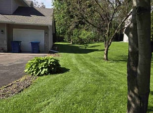 Paul Y.'s lawn care service result
