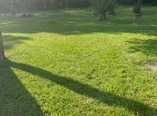 John P.'s turf care service result