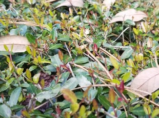 Matthew P.'s Bush Trimming service result