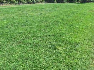 Sue W.'s turf maintenance service result