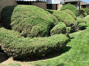 Randy J.'s Bush Trimming service result