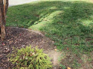 Nelson L.'s Leaf Removal service result