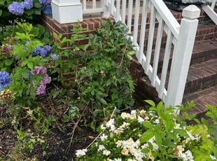 Suzy B.'s Bush Trimming service result