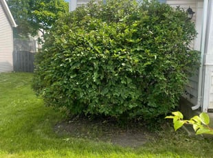 Jeff S.'s Bush Trimming service result