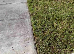 Cindi R.'s lawn maintenance service result