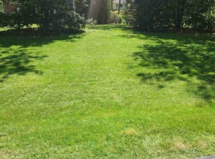 Rosemary P.'s landscaping service result