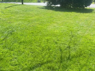 Doug M.'s turf maintenance service result