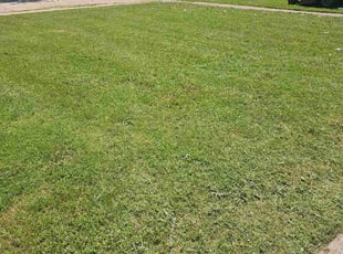 Brian G.'s turf maintenance service result
