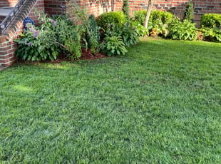 Pat S.'s lawn maintenance service result
