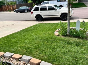 Sophia M.'s grass cutting service result