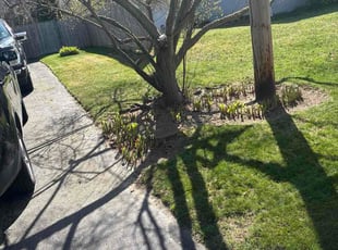 Julianne S.'s grass maintenance service result