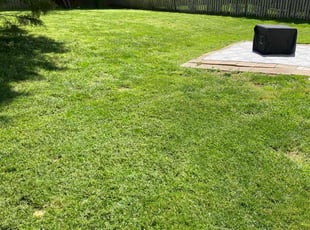 Chintan P.'s lawn care service result
