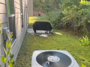 Holly W.'s turf care service result