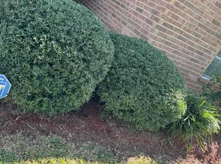 Kelly M.'s lawn care service result