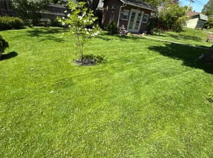 Eloisa N.'s lawn maintenance service result