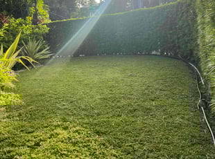 Klaire M.'s grass cutting service result