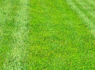 Gary W.'s grass cutting service result