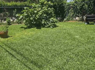 Kathy L.'s grass maintenance service result