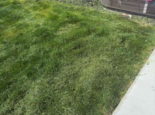 Daphney O.'s turf maintenance service result