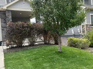 Jenny J.'s Bush Trimming service result