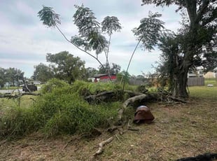 Maryanne A.'s lawn service service result