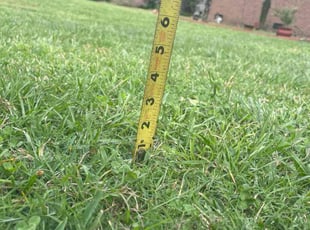Miyoschi G.'s lawn maintenance service result