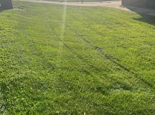 Tim G.'s grass cutting service result