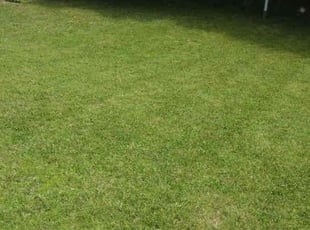 Marie C.'s lawn maintenance service result