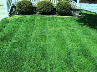 Megan S.'s lawn maintenance service result