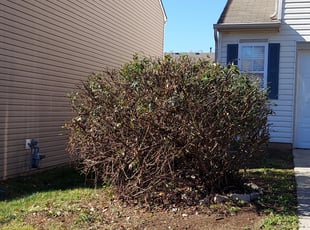 Hazel B.'s Bush Trimming service result