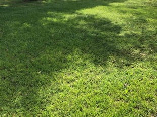 Carolyn D.'s lawn care services service result