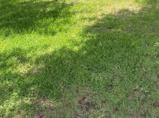 Vanliencia B.'s yard work service result