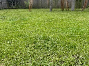 Keji X.'s turf maintenance service result