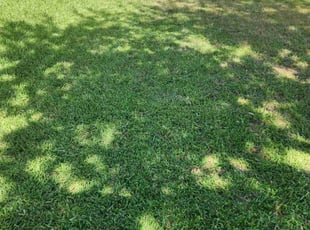 Grayson N.'s turf maintenance service result