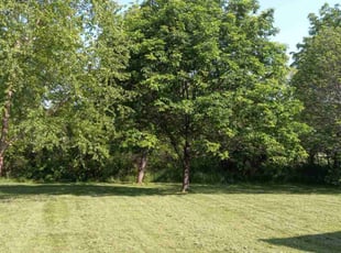 Hilary V.'s lawn maintenance service result