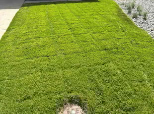 Danielle S.'s lawn service service result